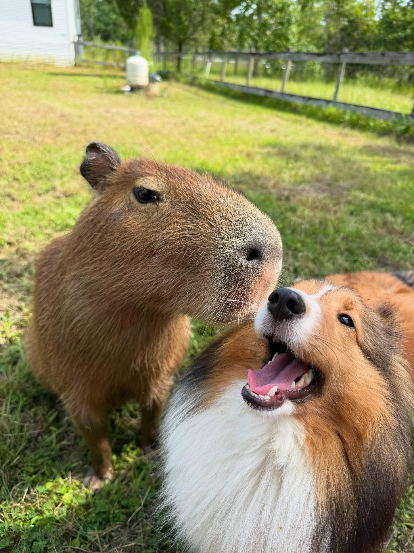 Capybara and dog
